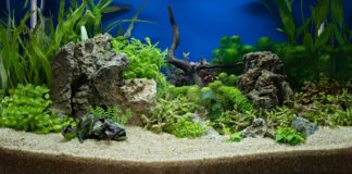 cara membuat aquascape