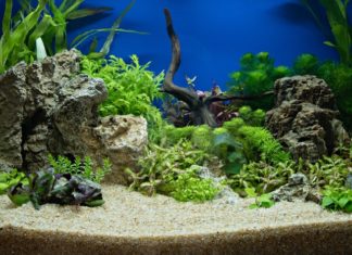 cara membuat aquascape