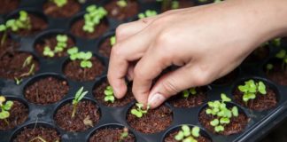 urban farming