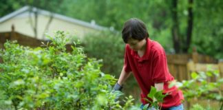 berkebun di rumah