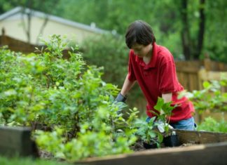 berkebun di rumah