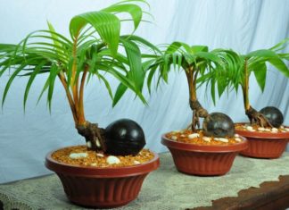 bonsai-kelapa