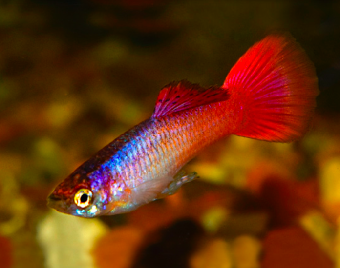 16 Jenis Ikan Guppy Banyak Dicari dan Cara Merawatnya | Blog Ruparupa