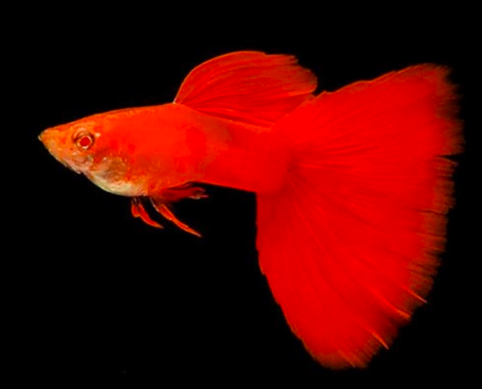 16 Jenis Ikan Guppy Banyak Dicari Dan Cara Merawatnya Blog Ruparupa