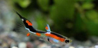 aquarium ikan hias