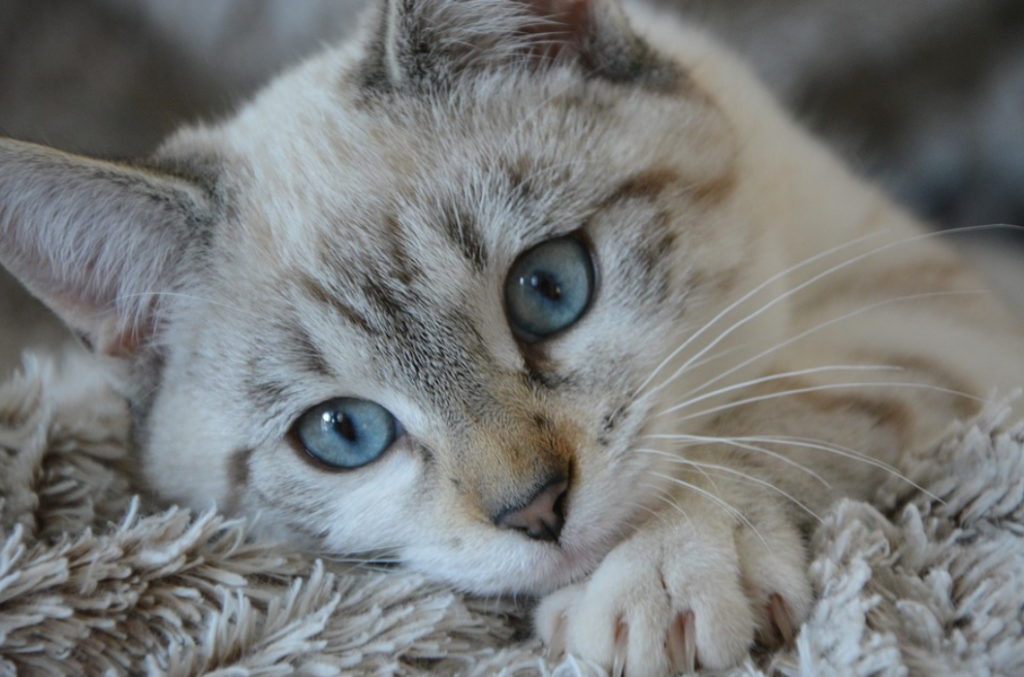 Rekomendasi Nama Kucing Betina yang Lucu dan Indah - Blog Ruparupa