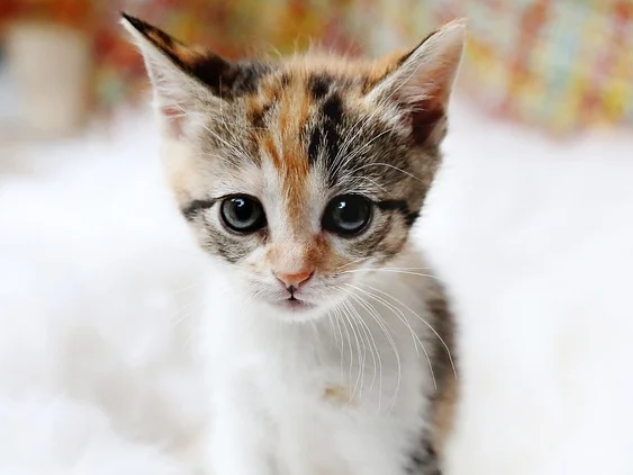 Nama Kucing Jantan Yang Lucu Keren Dan Unik Blog Ruparupa