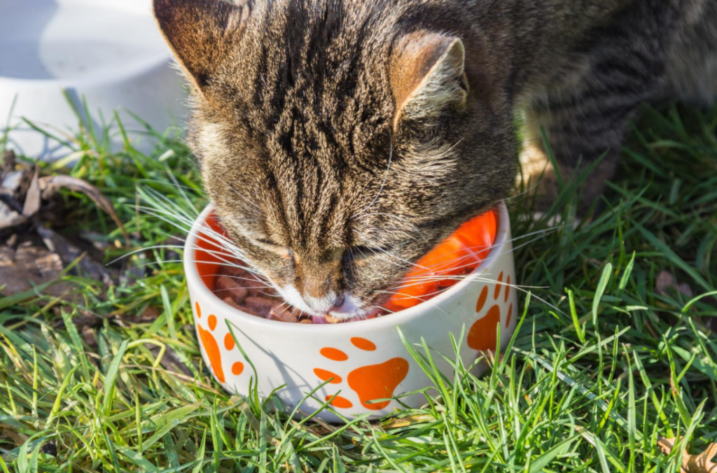 Makanan Kucing Kampung yang Sehat dan Anti Ribet! - Blog Ruparupa