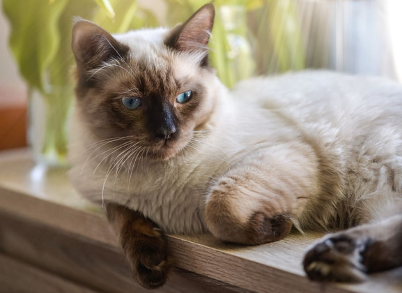 Profil Kucing Ragdoll yang Harus Anda Tahu | Blog Ruparupa