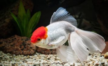 33 Jenis Ikan Koki Beserta Harga & Perawatannya | Blog Ruparupa
