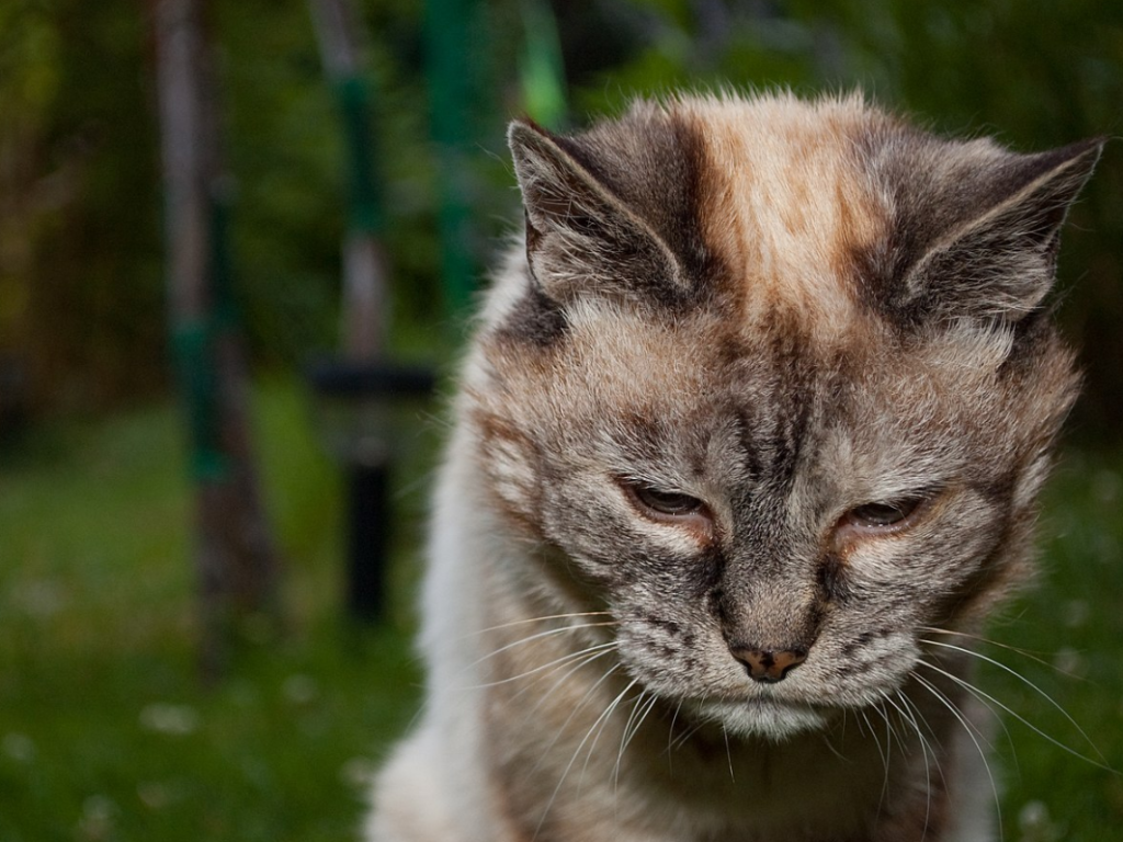 Perbandingan Umur Kucing Dan Manusia, Bikin Syok! - Blog Ruparupa