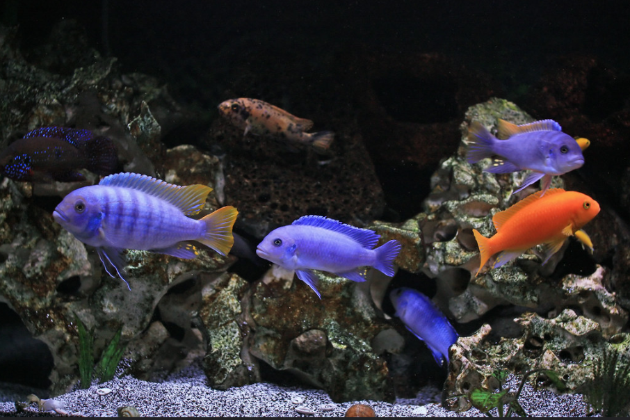 Inilah 16 Jenis Ikan Hias Termahal di Indonesia | Blog Ruparupa