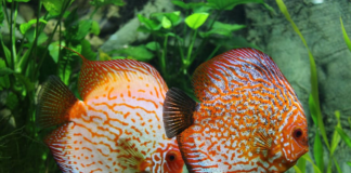 discus