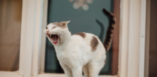 angry cat