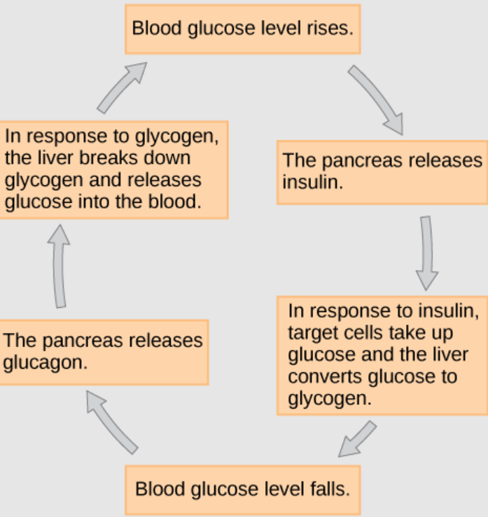 hubungan hormon insluin dengan gula darah