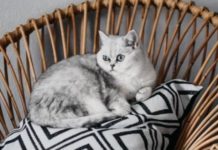 7 Fakta Kucing Siam yang Menarik - Blog Ruparupa