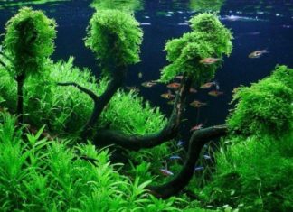 tanaman aquascape