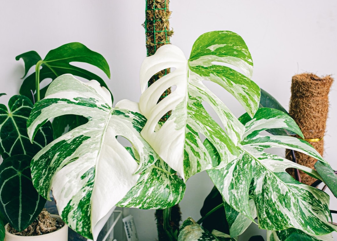 variegated swiss cheese plant