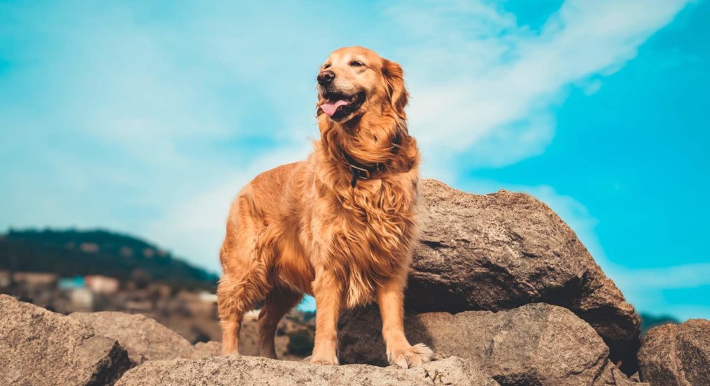 6 Karakteristik Anjing Golden Retriever Blog Ruparupa