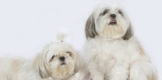 anjing shih tzu