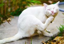 Ciri Kucing Cacingan, Obati Sebelum Terlambat! - Blog Ruparupa