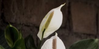 peace lily