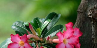 bunga adenium