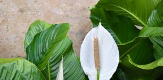 peace lilly