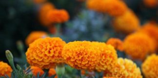 manfaat bunga marigold