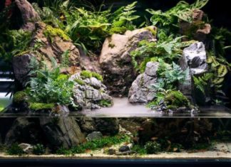 paludarium