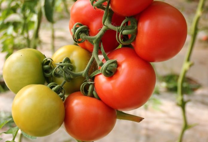 tanaman hortikultura tomat
